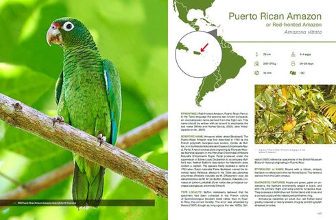 Amazon Parrots - Silva,T. 2022